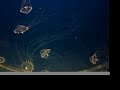 Jellyfish Jellyfish