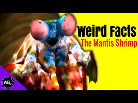 YouTube reptile video