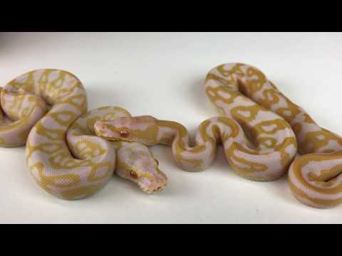 YouTube reptile video