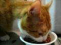 Cassavetes Eating #1