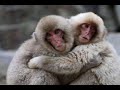this music video is fan art lovingly dedicated to the talent and spirit of lynden david hall, a wonderful artist and performer who is unfortunately no longer...