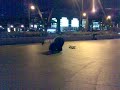 Owen Ollie-Split