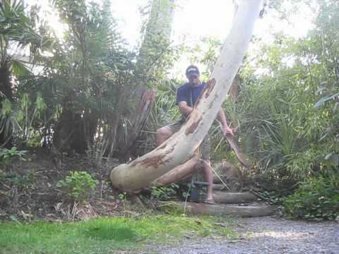 how to replant a eucalyptus tree