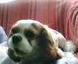 Cavalier King Charles Spaniel video