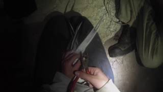 banding Bridle Terns