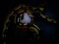 videos de FEMALE TIGER RETIC FEEDING VID1