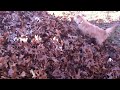 Willow the dog...  Hilarious!  http://ow.ly/8vQai