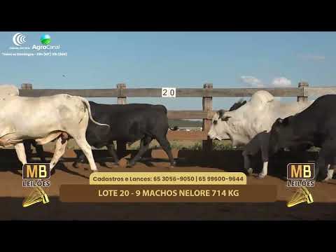 508� LEIL�O VIRTUAL MB LEIL�ES