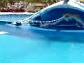Dolphin show at tenerifes Costa Adje water park. Flips and jumping over the rope.