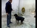 ROTTWEILER - DAISY EĞİTİM!!!