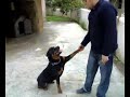 ROTTWEILER - DAISY EĞİTİM!!!