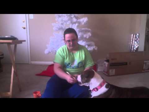 how to train service dogs