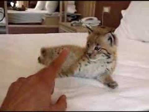 LYNX - New addition to our family:5 weeks old lynx cub.Isnt he lovely?