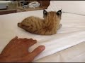 matis the lynx cub