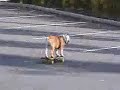 CHIEN SKATTEUR