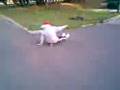 videos de ChILlIn On Da PaRk 2