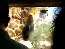 My dad getting licked my a girrafe