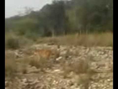 Chadna Bengalen -