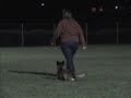 Lestat (Malinois) - Schutzhund Training