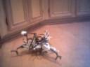 Critter Critter