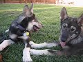 Sitka,Sharky and Thumper, The Malamute Puppies