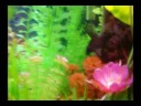 55 Gallon Freshwater Tank Project 55 Gallon Freshwater Tank Project
