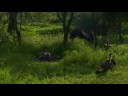Hyaena keeps vultures at bay