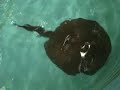 babystingrays