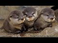 cute animals 2