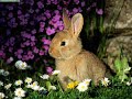 cute-animals-compilation-part-2.html