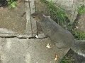 Squirrel Cat Wars