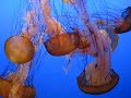 Jellyfish in Monterey Bay Aquarium