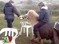 horse,,