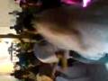 videos de sonido alamos