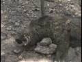 Guided Razorback & Russian Boar Hunts - High Adventure Ranch