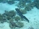 Moray Eel at Yolanda Reef - Ras Mohammed