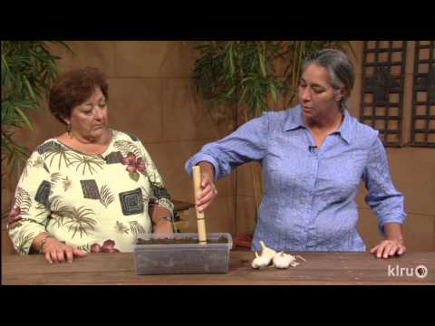 how to grow garlic in austin tx