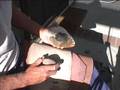 Spalling with Hammerstones part 2