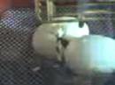 Gosling hatching