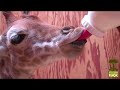 Giraffe Calf Bottle Feeding