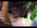 australia. zoo with bella and bobbi (my puggles) australia. zoo with bella and bobbi (my puggles)