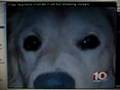 Two pit bulls kill a golden retreiver
