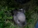 Baby Rescue Bunnies From The Island in the Park