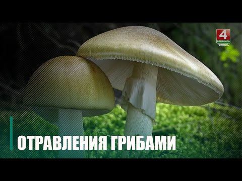 У 2023 годзе на Гомельшчыне ўжо 15 чалавек атруціліся грыбамі. Ёсць і смяротныя выпадкі видео