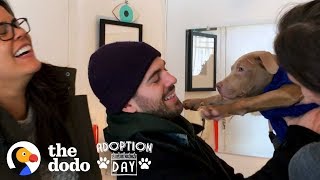 Pit Bull Puppies Were Found On The Street and Then Reunited Months Later | The Dodo Adoption Day by The Dodo