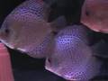 PECES DISCO