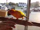 birds04 birds04
