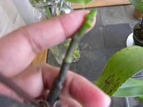 how to replant a keiki