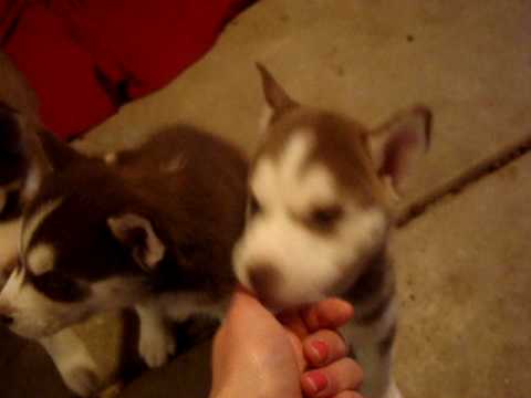 siberian husky