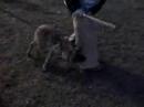 campo2 campo2